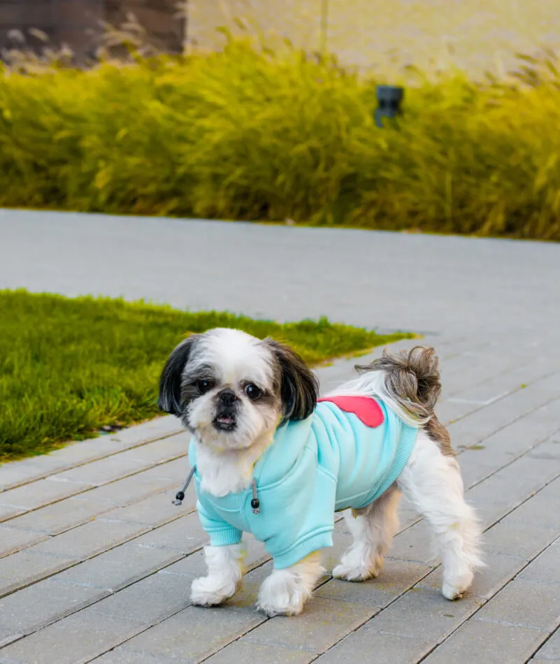 Bowl and Bone Cloud Azure Dog Hoodie