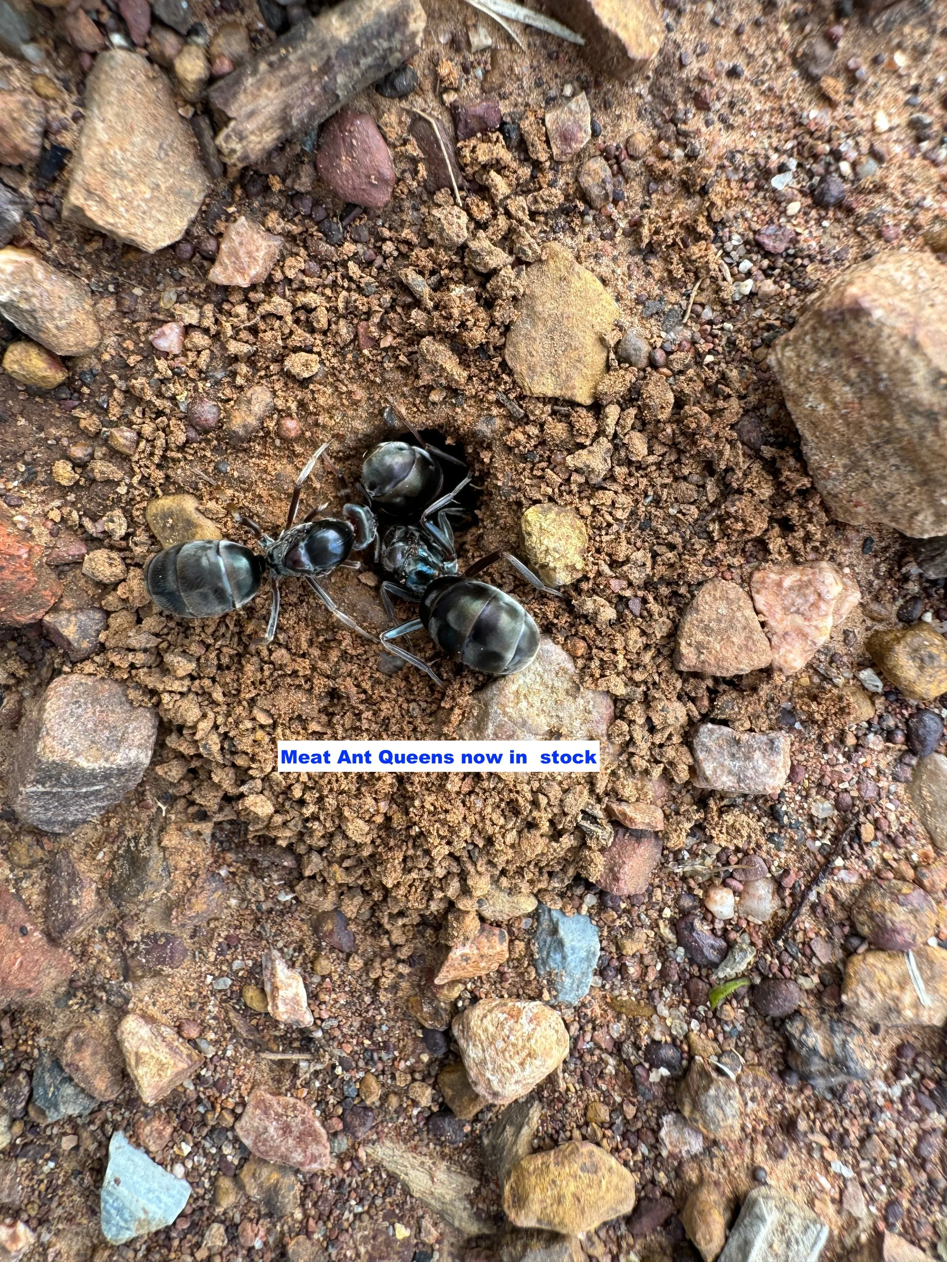 Package Deal: Vertical Nest 3 Sizes, Starter Pack and Queen  Ant