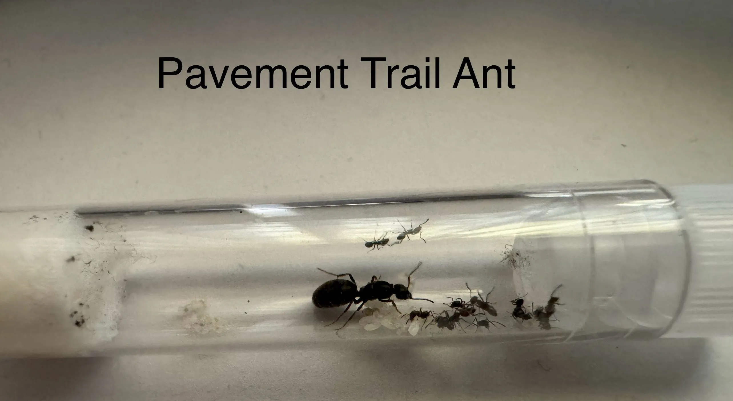 Package Deal: Vertical Nest 3 Sizes, Starter Pack and Queen  Ant